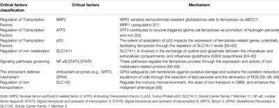 Research Progress on the Mechanism of Histone Deacetylases in Ferroptosis of Glioma